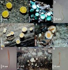 Attēlu rezultāti vaicājumam “Bisporella citrina”