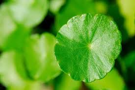 「香菇草」的圖片搜尋結果