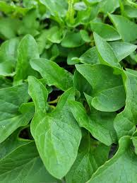 Attēlu rezultāti vaicājumam “Chenopodium bonus-henricus leaf”