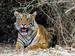 Afbeeldingsresultaat voor tijgers