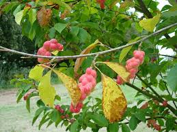 Attēlu rezultāti vaicājumam “Magnolia kobus fruit”