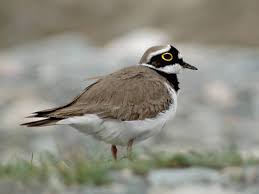 Attēlu rezultāti vaicājumam “Charadrius dubius”