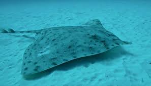 Image result for Rostroraja alba