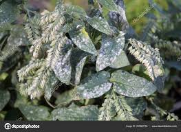 Attēlu rezultāti vaicājumam “Symphytum asperum leaf”