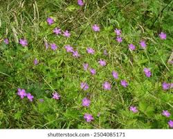 Attēlu rezultāti vaicājumam “Geranium palustre flower”