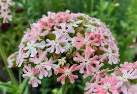 Image result for Lychnis chalcedonica `Dusky Salmon`