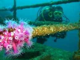 Image result for Teddington Sub-Aqua Club