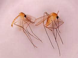 Attēlu rezultāti vaicājumam “Culex pipiens female”