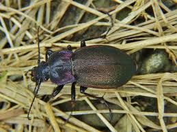 Attēlu rezultāti vaicājumam “Carabus nemoralis”