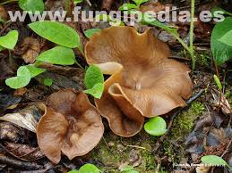 Attēlu rezultāti vaicājumam “Disciotis venosa”