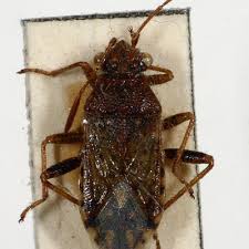 Attēlu rezultāti vaicājumam “Rhopalus maculatus”