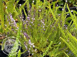 Attēlu rezultāti vaicājumam “Ombrophila violacea”