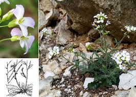 Attēlu rezultāti vaicājumam “Cardaminopsis arenosa leaf”