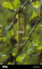 Attēlu rezultāti vaicājumam “Betula humilis male flower”