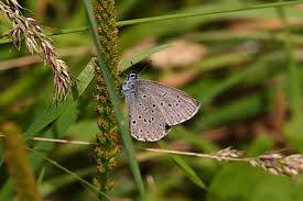 Attēlu rezultāti vaicājumam “Maculinea alcon underside”