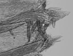 Attēlu rezultāti vaicājumam “Tomentypnum nitens”