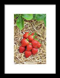 Attēlu rezultāti vaicājumam “Fragaria x ananassa fruit”