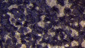 Attēlu rezultāti vaicājumam “Lycogala maculatum”