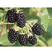 Image result for Rubus sectio