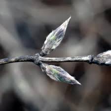 Attēlu rezultāti vaicājumam “Lonicera xylosteum bud”