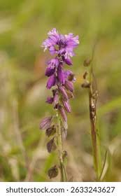 Attēlu rezultāti vaicājumam “Polygala comosa”