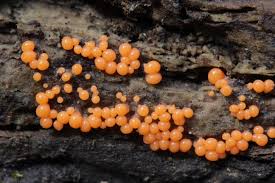 Attēlu rezultāti vaicājumam “Trichia decipiens”