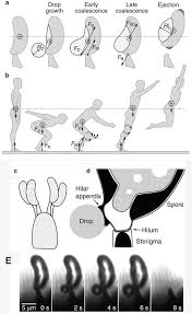 Attēlu rezultāti vaicājumam “Enteridium variabile spores”