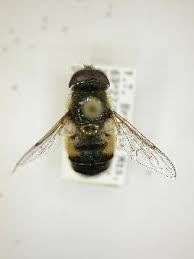 Attēlu rezultāti vaicājumam “Eristalis sp.”