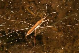 Attēlu rezultāti vaicājumam “Gerridae imago”