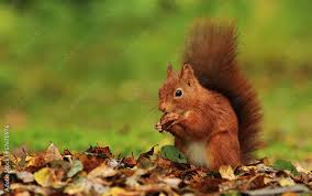Attēlu rezultāti vaicājumam “Sciurus vulgaris”