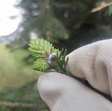 Attēlu rezultāti vaicājumam “Adelges laricis nymph”