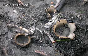 Attēlu rezultāti vaicājumam “Geopora arenicola”