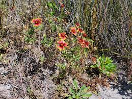 Image result for Gaillardia