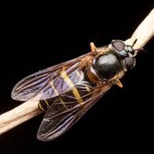 Attēlu rezultāti vaicājumam “Dasysyrphus tricinctus”