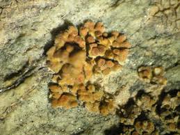 Attēlu rezultāti vaicājumam “Caloplaca saxicola”