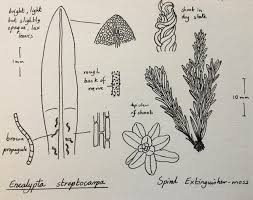 Attēlu rezultāti vaicājumam “Campylium protensum”