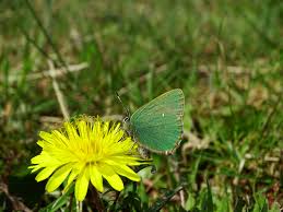 Attēlu rezultāti vaicājumam “Collaria rubens”