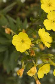 Image result for Nachtkerze