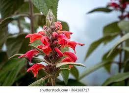 Attēlu rezultāti vaicājumam “Labiatae”