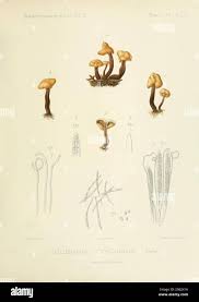 Attēlu rezultāti vaicājumam “Ombrophila violacea spores”