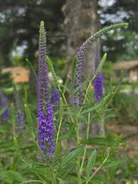 Attēlu rezultāti vaicājumam “Veronica longifolia flower”