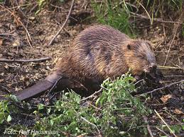 Image result for Castor fiber