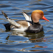 Image result for Netta rufina