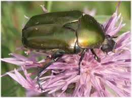 Attēlu rezultāti vaicājumam “Potosia cuprea”
