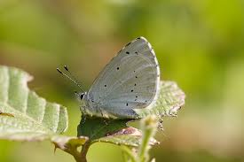 Attēlu rezultāti vaicājumam “Celastrina argiolus underside”