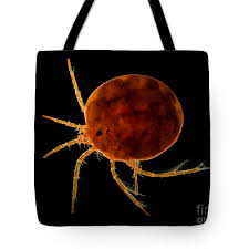 Attēlu rezultāti vaicājumam “Hydrachna”