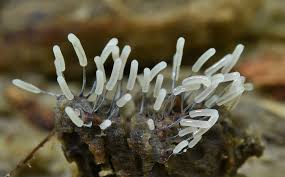 Attēlu rezultāti vaicājumam “Stemonitopsis typhina”