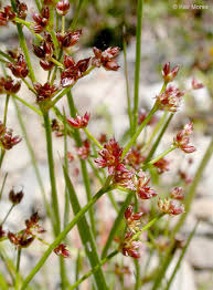Attēlu rezultāti vaicājumam “Juncus articulatus”