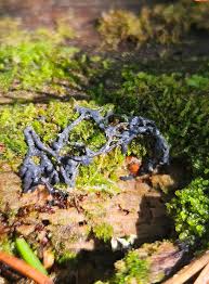 Attēlu rezultāti vaicājumam “Siphoptychium violaceum plasmodium”