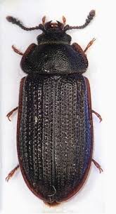 Attēlu rezultāti vaicājumam “Grynocharis oblonga”